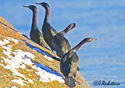 Phalacrocorax pelagicus